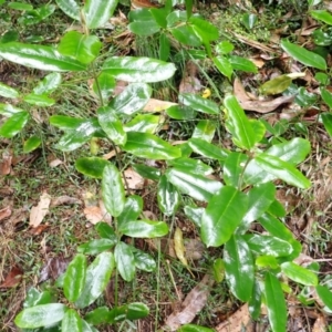 Leichhardtia flavescens at Bermagui, NSW - 14 Aug 2024