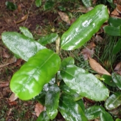 Leichhardtia flavescens at Bermagui, NSW - 14 Aug 2024