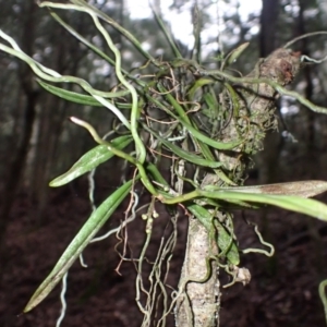 Plectorrhiza tridentata at Bermagui, NSW - 14 Aug 2024