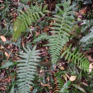 Polystichum australiense at Bermagui, NSW - 14 Aug 2024 10:29 AM