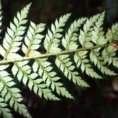 Polystichum australiense at Bermagui, NSW - 14 Aug 2024 10:29 AM