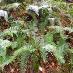 Polystichum australiense at Bermagui, NSW - 14 Aug 2024 10:29 AM