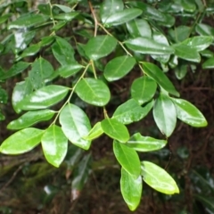 Breynia oblongifolia (Coffee Bush) at Bermagui, NSW - 14 Aug 2024 by plants