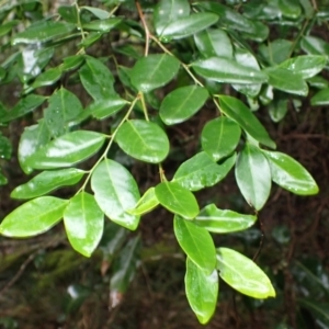 Breynia oblongifolia at Bermagui, NSW - 14 Aug 2024 11:33 AM