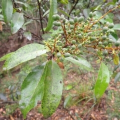 Notelaea venosa (Large Mock Olive) at Bermagui, NSW - 14 Aug 2024 by plants