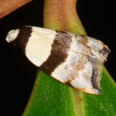 Zonopetala glauconephela (Wingia group) at Sheldon, QLD - 23 Feb 2024 by PJH123