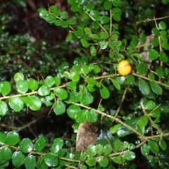 Pittosporum multiflorum (Orange Thorn) at Bermagui, NSW - 14 Aug 2024 by plants