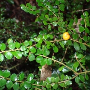 Pittosporum multiflorum at Bermagui, NSW - 14 Aug 2024 11:11 AM