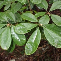 Pittosporum revolutum (Large-fruited Pittosporum) at Bermagui, NSW - 14 Aug 2024 by plants