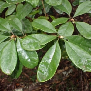 Pittosporum revolutum at Bermagui, NSW - 14 Aug 2024