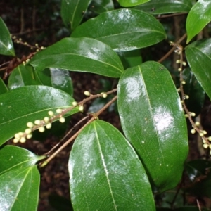 Ripogonum album at Bermagui, NSW - 14 Aug 2024