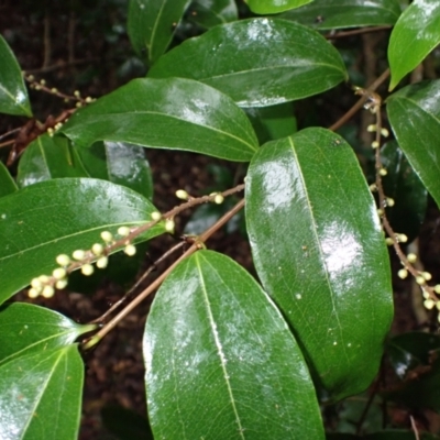 Ripogonum album (Supplejack) at Bermagui, NSW - 14 Aug 2024 by plants