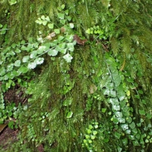 Asplenium flabellifolium at Cuttagee, NSW - 14 Aug 2024