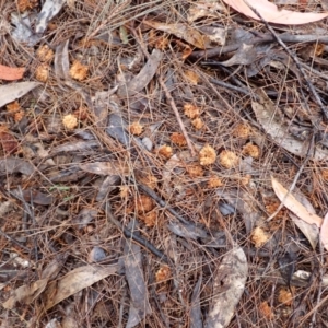 Calyptorhynchus lathami lathami at Cuttagee, NSW - suppressed