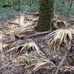 Livistona australis (Australian Cabbage Palm) at Cuttagee, NSW - 14 Aug 2024 by plants