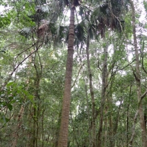 Livistona australis at Cuttagee, NSW - suppressed