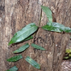 Parsonsia straminea (Common Silkpod) at Cuttagee, NSW - 14 Aug 2024 by plants