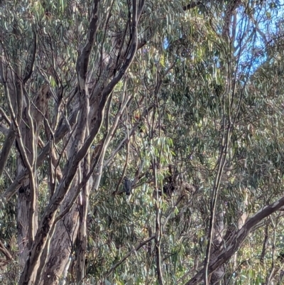 Callocephalon fimbriatum (Gang-gang Cockatoo) at Uriarra Village, ACT - 18 Aug 2024 by RobynHall