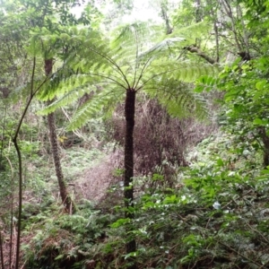 Cyathea australis subsp. australis at Wapengo, NSW - 14 Aug 2024