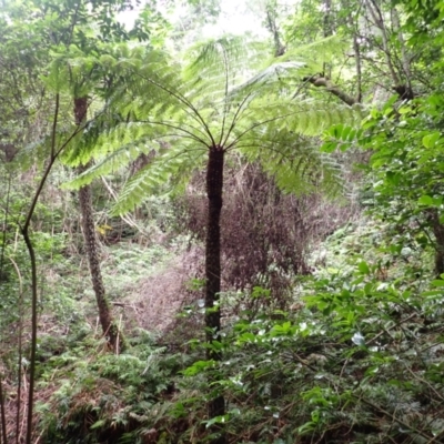 Cyathea australis subsp. australis (Rough Tree Fern) at Wapengo, NSW - 14 Aug 2024 by plants