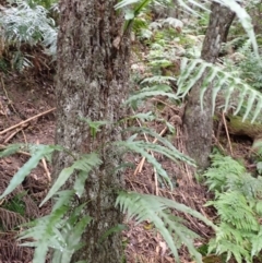 Microsorum scandens (Fragrant Fern) at Wapengo, NSW - 14 Aug 2024 by plants