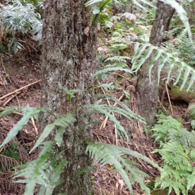 Microsorum scandens (Fragrant Fern) at Wapengo, NSW - 14 Aug 2024 by plants