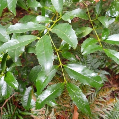 Doryphora sassafras at Wapengo, NSW - 14 Aug 2024 by plants