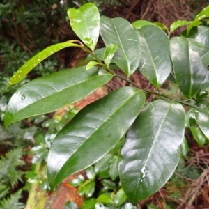 Eupomatia laurina at Wapengo, NSW - 14 Aug 2024