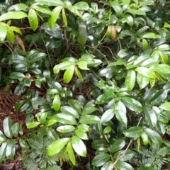 Eupomatia laurina at Wapengo, NSW - 14 Aug 2024