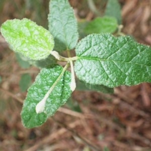 Howittia trilocularis at Wapengo, NSW - 14 Aug 2024 02:14 PM