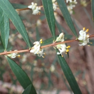 Pimelea axiflora subsp. axiflora at Wapengo, NSW - 14 Aug 2024