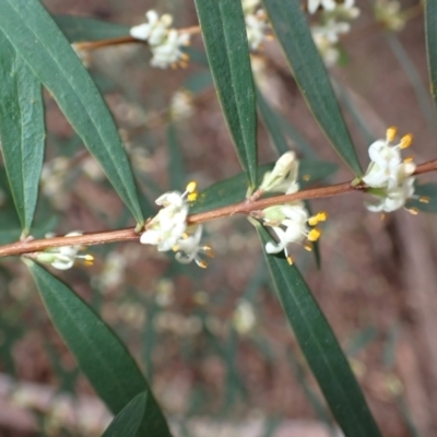 Pimelea axiflora subsp. axiflora (Bootlace Bush) at Wapengo, NSW - 14 Aug 2024 by plants