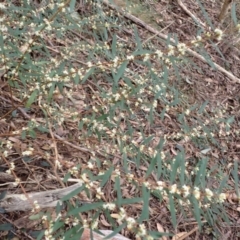 Pimelea axiflora subsp. axiflora at Wapengo, NSW - 14 Aug 2024 01:37 PM
