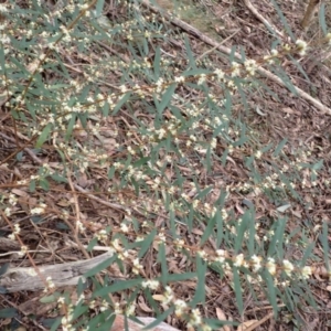 Pimelea axiflora subsp. axiflora at Wapengo, NSW - 14 Aug 2024