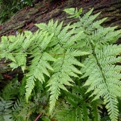 Pteris tremula (Tender Brake) at Wapengo, NSW - 14 Aug 2024 by plants