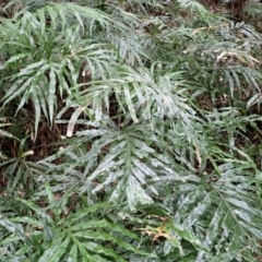 Pteris umbrosa (Jungle Brake) at Wapengo, NSW - 14 Aug 2024 by plants