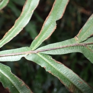 Pteris umbrosa at Wapengo, NSW - 14 Aug 2024 01:47 PM