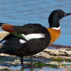 Tadorna tadornoides (Australian Shelduck) at Rottnest Island, WA - 26 Apr 2024 by jb2602