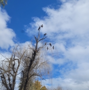 Calyptorhynchus banksii at Roleystone, WA - 13 Aug 2024