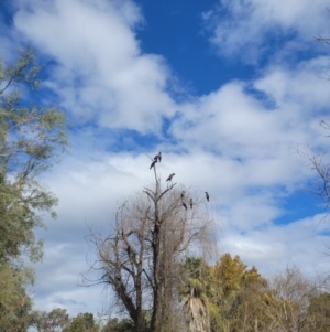 Calyptorhynchus banksii at Roleystone, WA - 13 Aug 2024