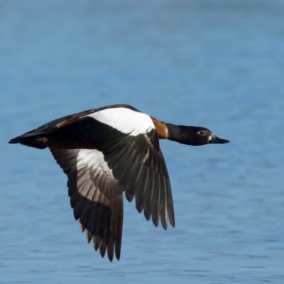 Tadorna tadornoides (Australian Shelduck) at Rottnest Island, WA - 26 Apr 2024 by jb2602