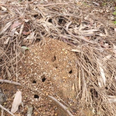 Myrmecia sp. (genus) (Bull ant or Jack Jumper) at Roleystone, WA - 13 Aug 2024 by bookbuster