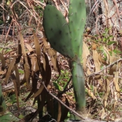 Opuntia sp. (Prickly Pear) at Inkerman, QLD - 18 Aug 2024 by lbradley