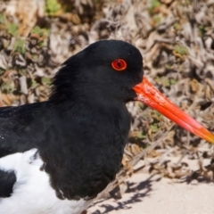 Haematopus longirostris (Australian Pied Oystercatcher) at Rottnest Island, WA - 26 Apr 2024 by jb2602