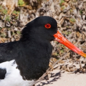 Haematopus longirostris at Rottnest Island, WA - 26 Apr 2024