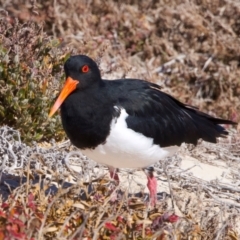 Haematopus longirostris at Rottnest Island, WA - 26 Apr 2024