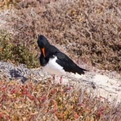 Haematopus longirostris at Rottnest Island, WA - 26 Apr 2024