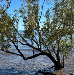 Avicennia marina subsp. australasica at Rollingstone, QLD - 17 Aug 2024 by lbradley