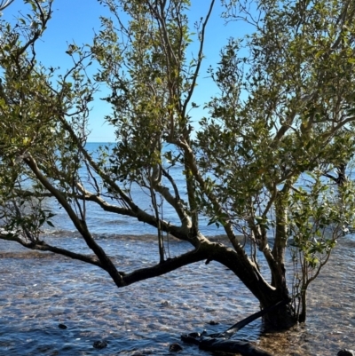 Avicennia marina subsp. australasica at Rollingstone, QLD - 17 Aug 2024 by lbradley