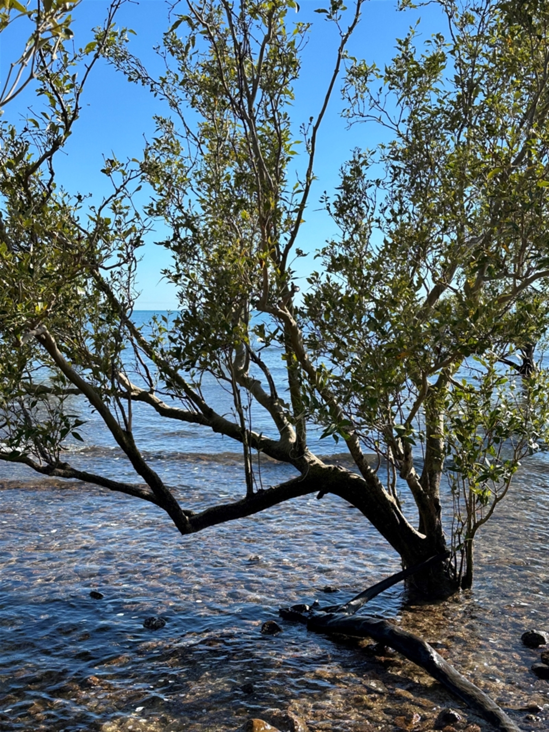 Avicennia marina subsp. australasica at Rollingstone, QLD - 18 Aug 2024 08:59 AM